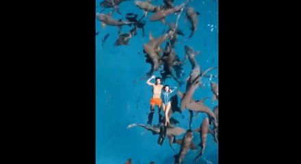 Độc lạ kiểu thư giãn bơi cùng đàn cá mập ở Maldives